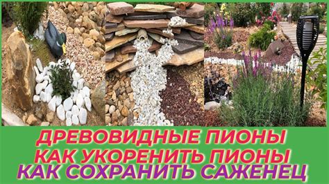 ДРЕВОВИДНЫЕ ПИОНЫ / ГОРТЕНЗИИ / КАК СОХРАНИТЬ САЖЕНЦЫ ДО ВЕСНЫ часть 2 ...