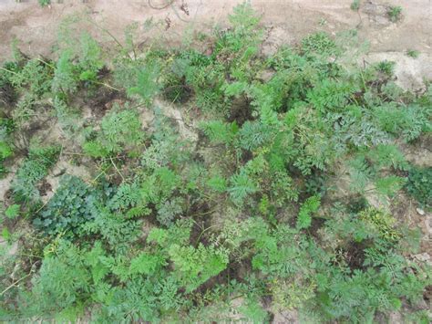 Alternaria Leaf Blight Of Carrot