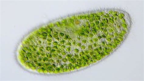 Paramecium bursaria ~ Detailed Information | Photos | Videos