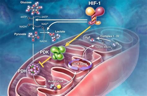 Cell Regen L Ros