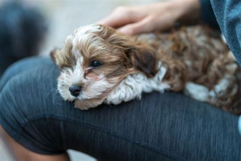 31 Leisurely Lap Dogs - Find the Best Lap Dog Breeds