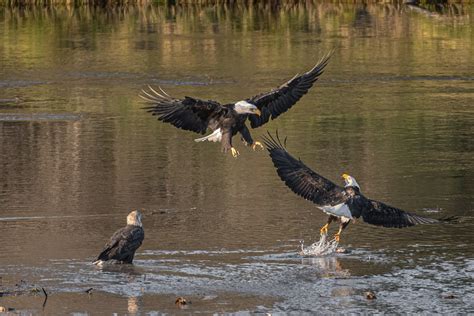 How Restoration Efforts Boost Bald Eagle Nesting Habitat - Duke Farms