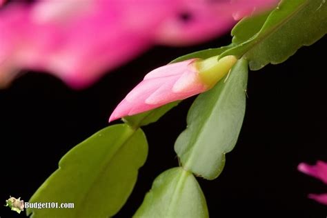 How To Keep A Christmas Cactus Alive And Make It Thrive