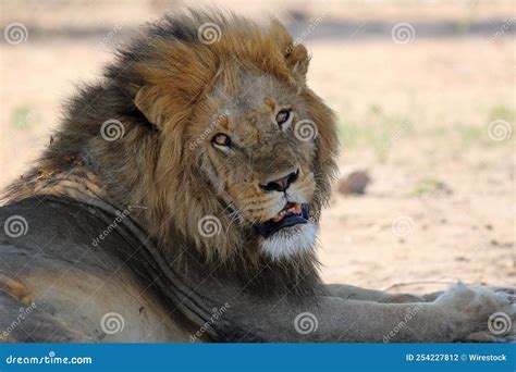 Calm Male Lion Sitting On The Sandy Ground In Kruger National Park