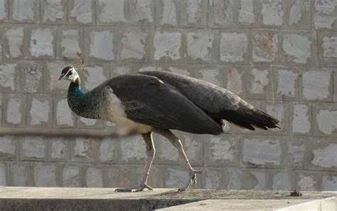 Fun Peahen Facts For Kids | Kidadl