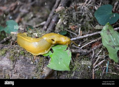 Banana Slug Redwood National Park CA USA Stock Photo Alamy