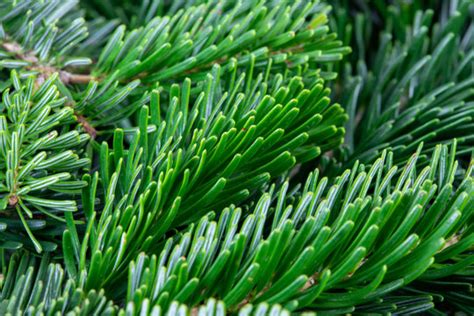 Nordmann 이미지 – 찾아보기 979 스톡 사진, 벡터 및 비디오 | Adobe Stock