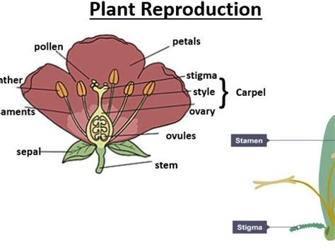 Ks3 Plant Reproduction And Fertilisation Cover Teaching Resources