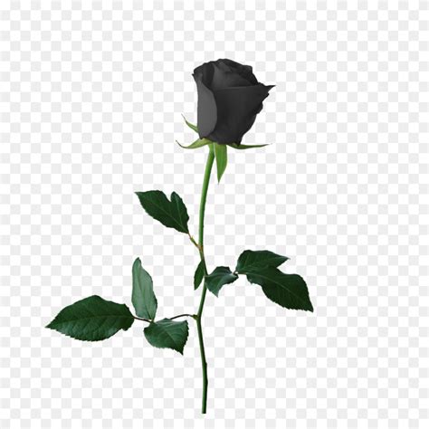 Black Rose Clip Art Free Black Rose Clip Art Vector Clip Art Black