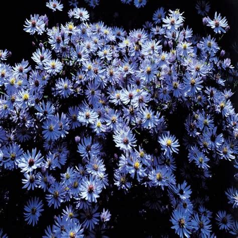 Deep Blue Aster Flower | Best Flower Site