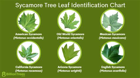 Sycamore Trees Ultimate Guide Types Seeds Leaves Identification