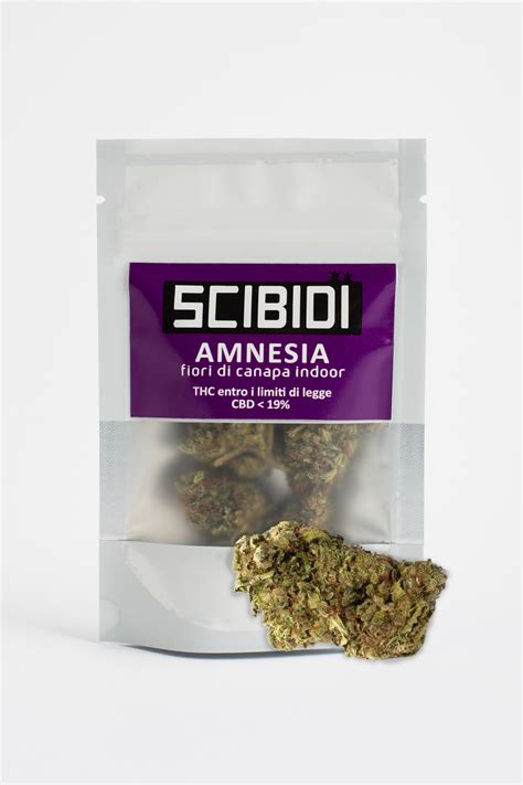 Amnesia Gr Scibid Santaplanta Grow Shop