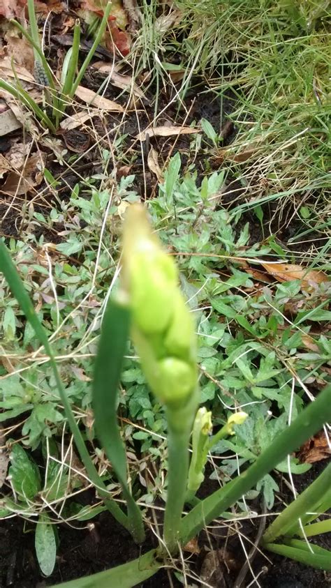 What Is Eating My Daffodil Buds — Bbc Gardeners World Magazine