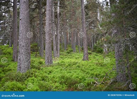 Scenic View Of A Lush Green Forest With Tall Pine Trees Stock Photo