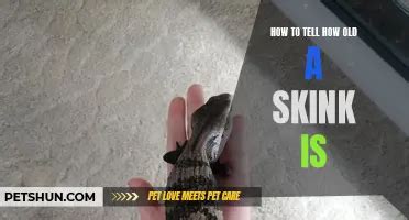 Decoding The Gender A Guide To Determining The Sex Of Skinks PetShun
