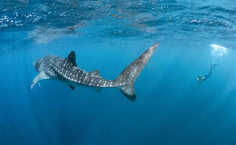 Exmouth Dive Whalesharks Ningaloo Whale Shark Tours Diving Tours