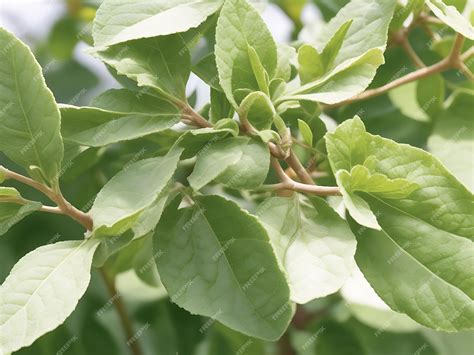 Ашваганда, известная как withania somnifera ashwagandha, индийский ...