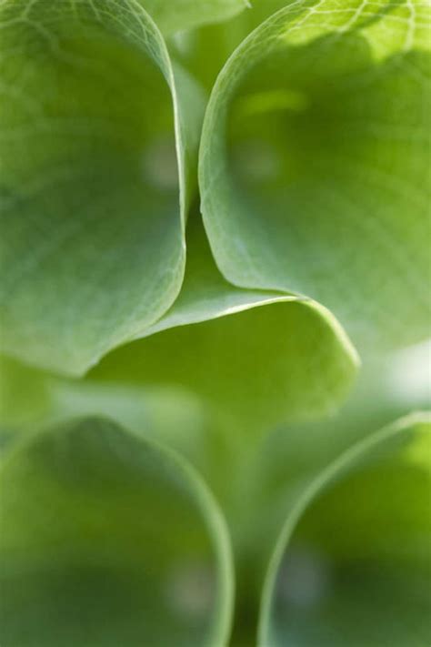 无人竖图俯视室外特写白天正面美景植物叶子许多纹理景观荷叶茎绿叶自然嫩叶景色自然风光叶叶片彩图高角度拍摄