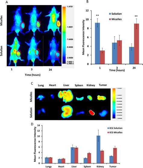 NIR Fluorescence Imaging Of Athymic Nude Mice In A Subcutaneous