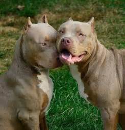 1508 best images about Bully's - Pit Bulls on Pinterest