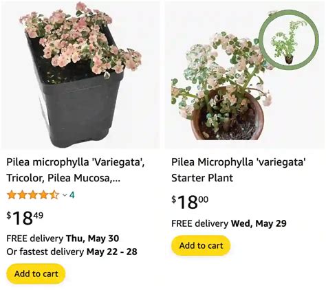 Plant FAQs: Pilea Microphylla