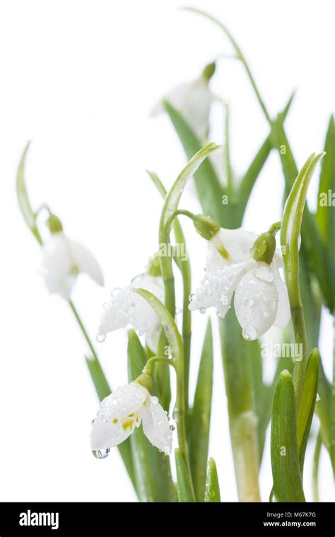 Common Snowdrop Snödroppe Galanthus nivalis Stock Photo Alamy