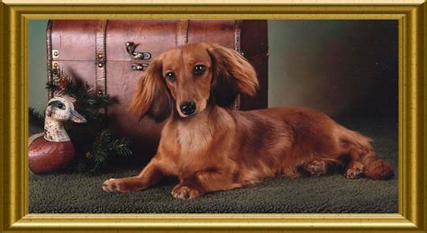 Miniature Long Hair Dachshunds