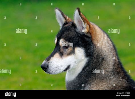 Siberian Husky Canis Lupus Familiaris One Year Old Male Portrait