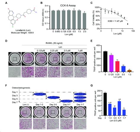 Lon Suppresses RANKL Induced Osteoclastogenesis In Vitro A The