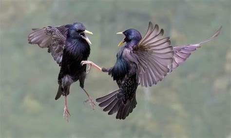 Crowd Results Close Up Of Birds Flying Bird Photo Contest