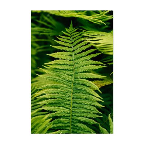 Ferns 02 - Manhattan New York Photography Botanical Nature Floral