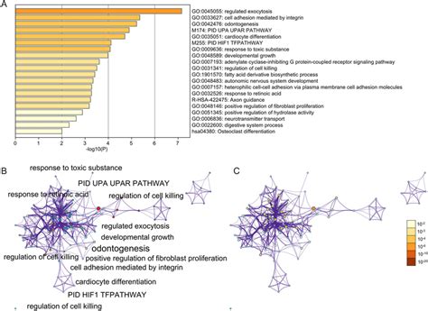 Enrichment Analysis For The DEGs By Metascape A Heatmap Of Enriched