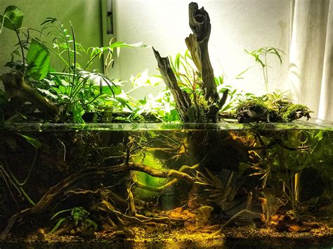 Biotope Made In VietNam R Aquariums