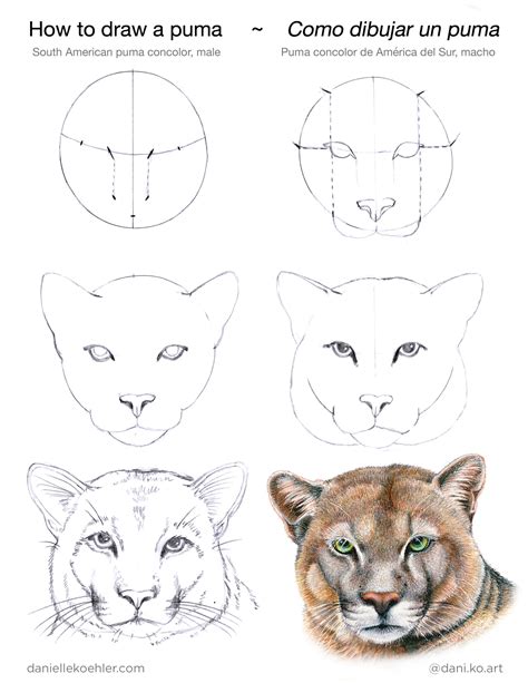 Learn How To Draw A Puma Fox And Owl Danielle Koehler