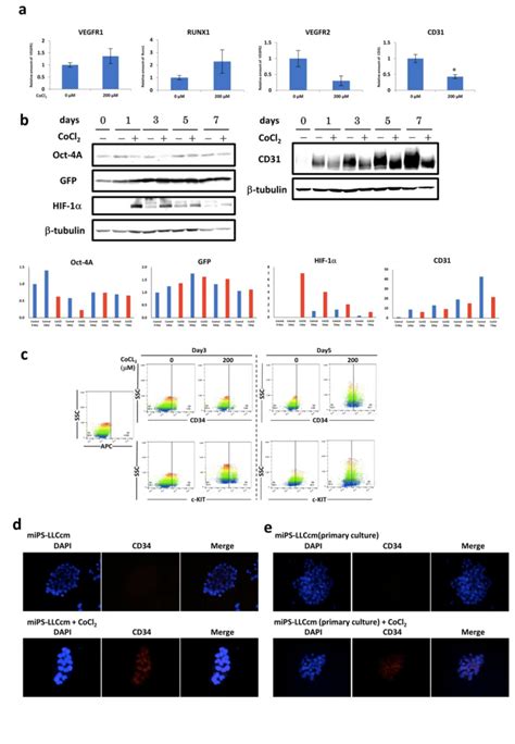 Evaluation Of The Differentiation Of Mips Llccm Cells In The Presence