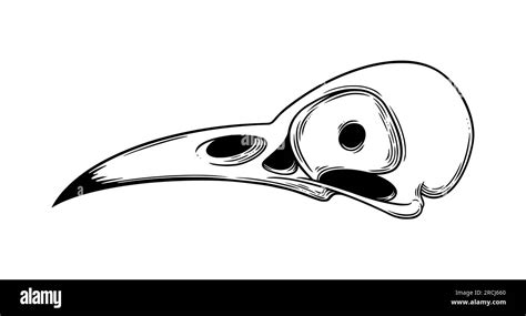 Crow skull sketch side view. Halloween skull for spooky designs. Vector ...