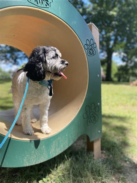 How to Use a Slip Leash