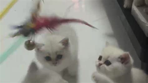 Hot Coco S XXX Videos Recorded Live Shows XHamsterLive