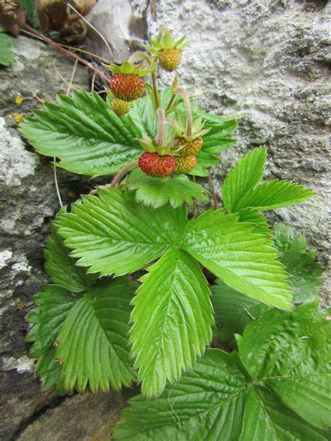 Strawberry Leaf Identification at Mary Smithey blog