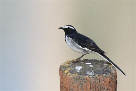 White Browed Wagtail Motacilla Maderaspatensis Goa India 5 Flickr