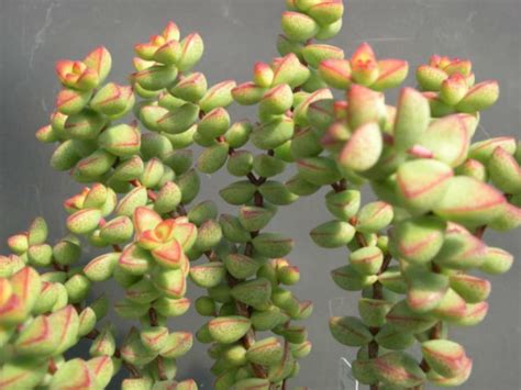 Co je crassula, jak vypadá květina, oblíbené odrůdy s fotografiemi a ...