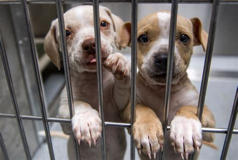 Tails are wagging at Orange County’s larger, up-to-date animal shelter ...