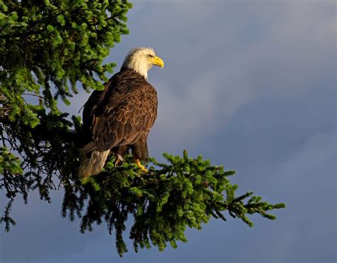 Kodiak Wildlife Viewing | Kodiak Wildlife Cruises | Galley Gourmet