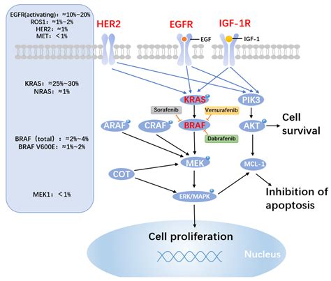 IJMS Free Full Text Non Small Cell Lung Cancer Targeted Therapy