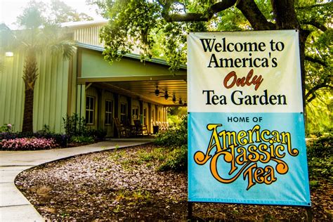 Charleston Tea Plantation (2024) | Admission, Hours and Photos