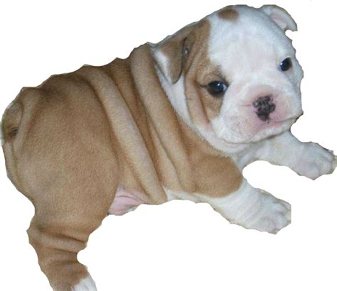 Download French Bulldog Clip Art - Teacup American Bulldog Puppies ...