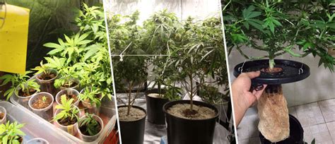 How To Start Growing Weed Indoors In 10 Easy Steps Cannaconnection