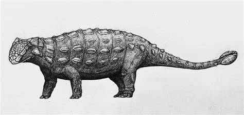 Ankylosaurus Magniventris By Everett1107 On Deviantart