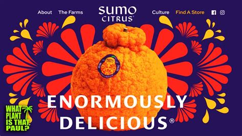 What Are Sumo Citrus Taste And Review Satsuma Orange And