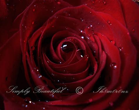 Simply Beautiful by LT-Arts on DeviantArt